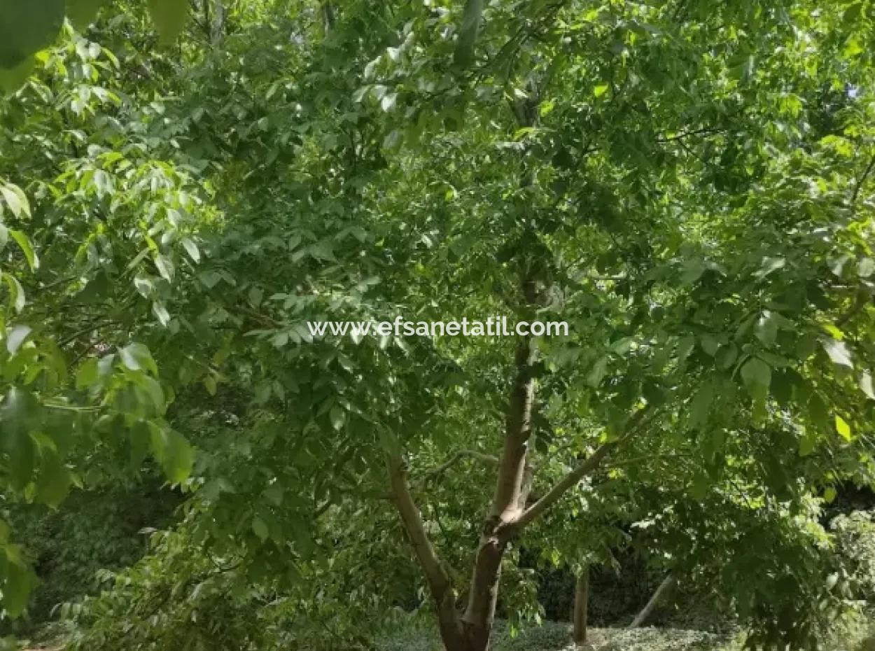 Çameli, Cevizlide 504 M2 Arsada Taş Köy Evi Ve 1042 M2 Müstakil Arsa Satılık