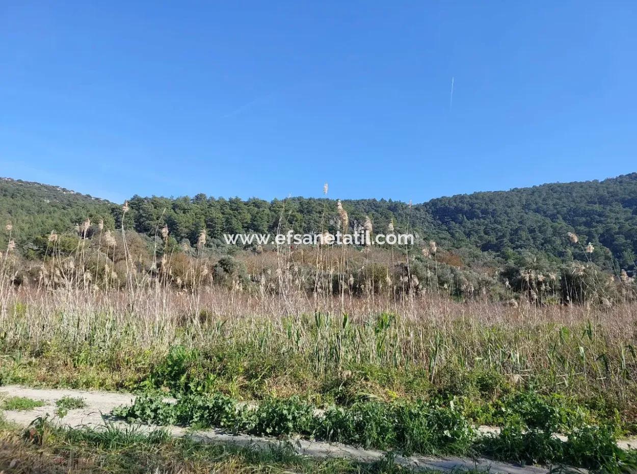 Muğla Ortaca Güzelyurtta Satılık Verimli 6.350 M2 Arazi