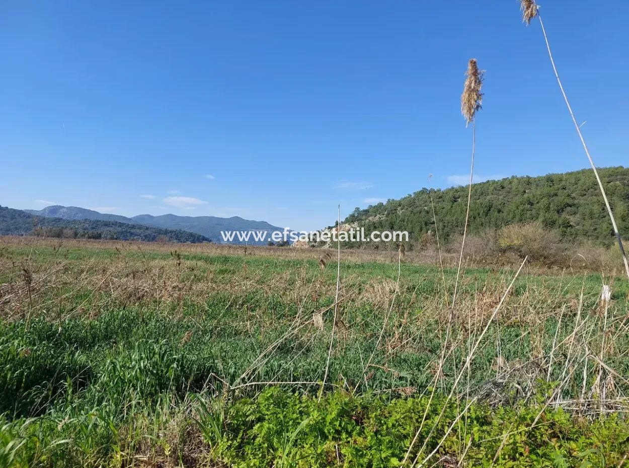 Muğla Ortaca Güzelyurtta Satılık Verimli 6.350 M2 Arazi