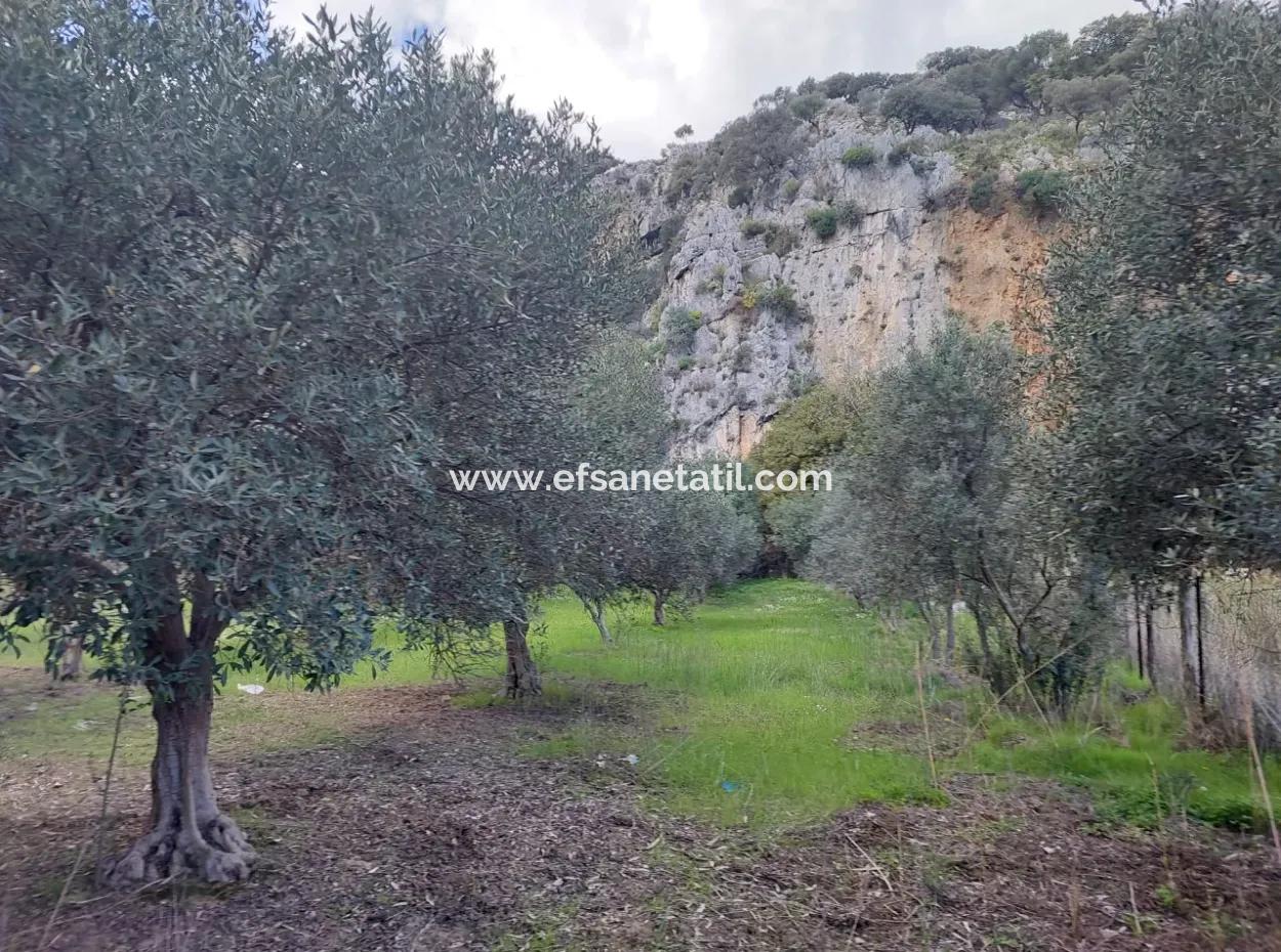 Muğla Köyceğiz Çandırda Dalyan Kanalına Yakın 3.750 M2 Satılık Arazi