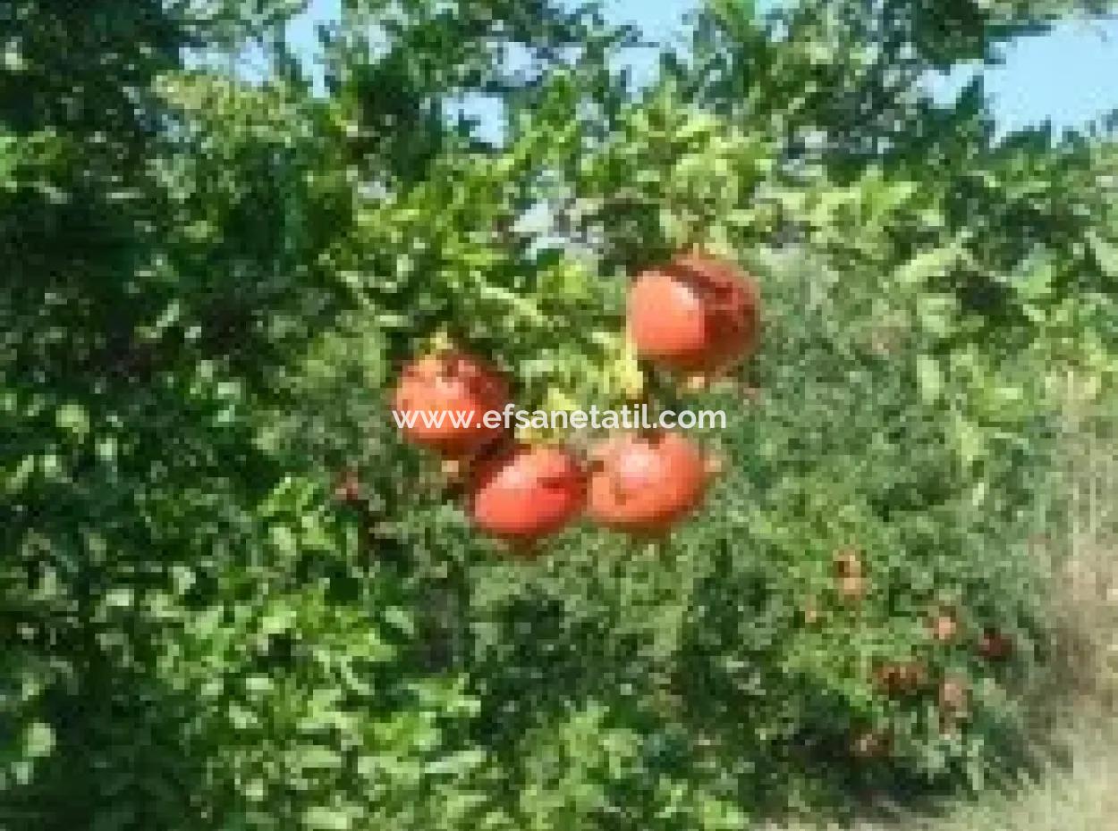 Ortaca, Mergenlide Müstakil  8.780 M2 Nar Bahçesi Satılık