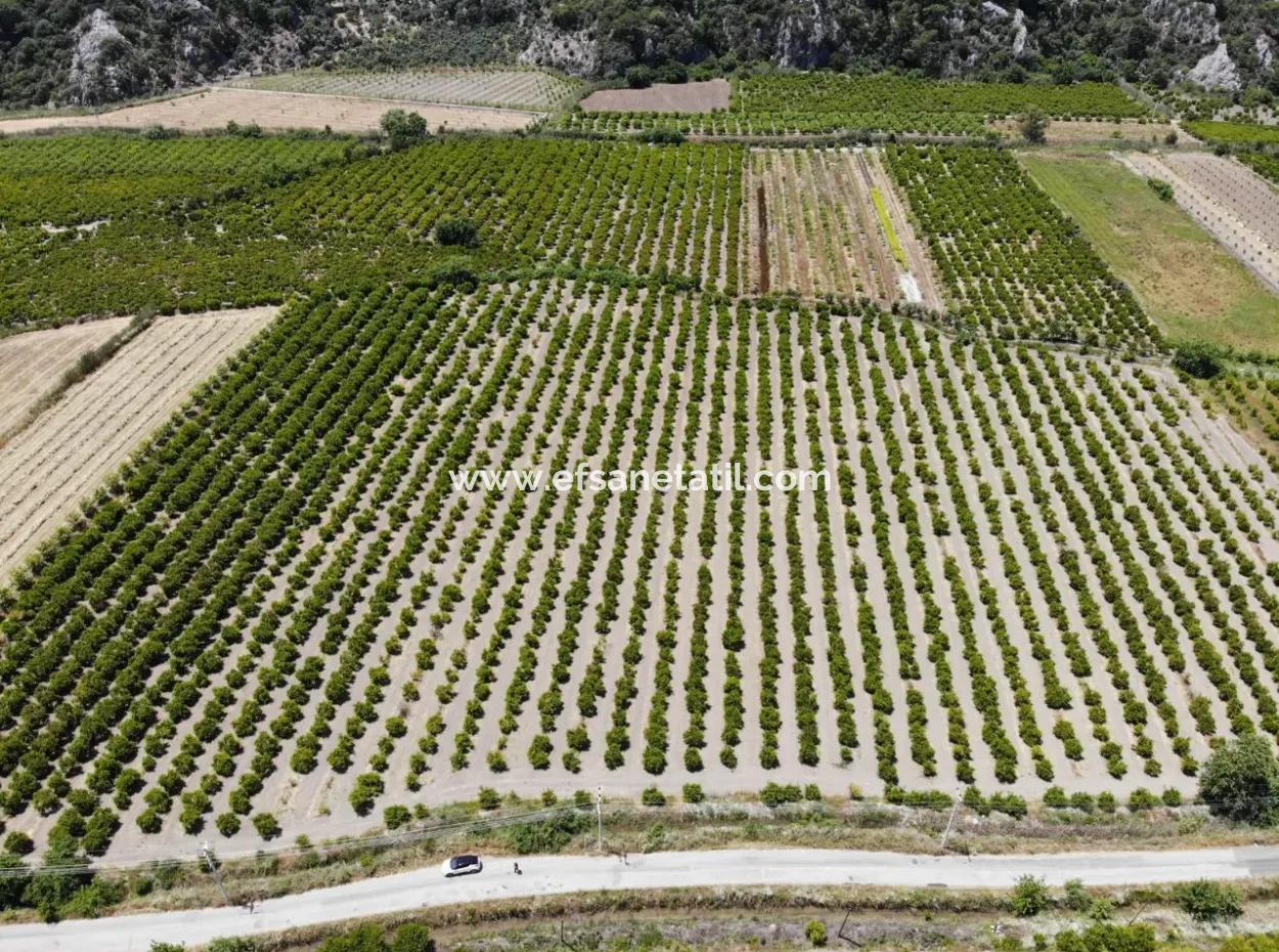Ortaca Mergenlide 13 500 M2 Tarla Satılık