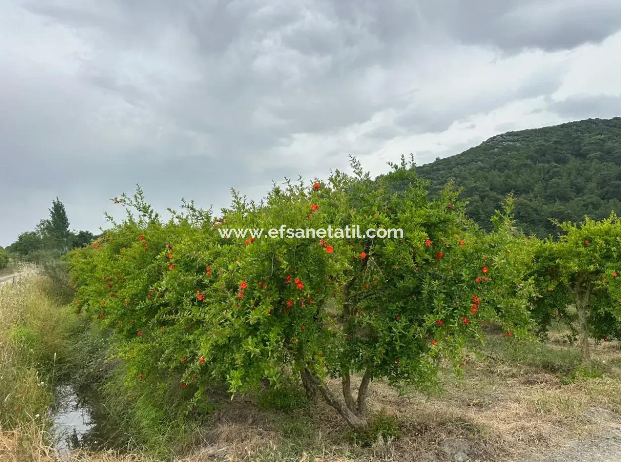 Muğla Dalyanda 6 250 M2 Bakımlı Kelepir Nar Bahçesi Satılık