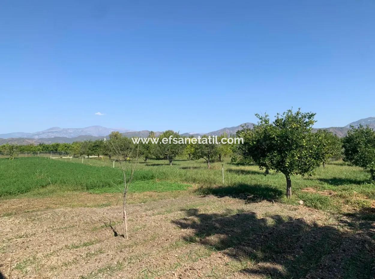 Ortaca Arıkbaşında 5400 M2 Hazır Çiftlik Satılık