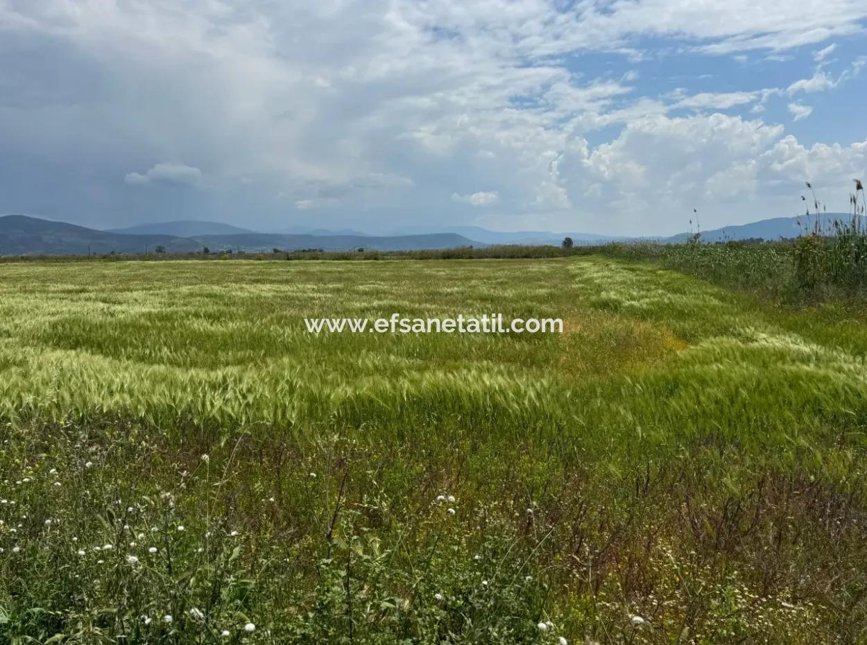 Milas Avşar  27.216 M2 Düz Verili Müstakil Arazi Acil Satılık, Teklife Açık