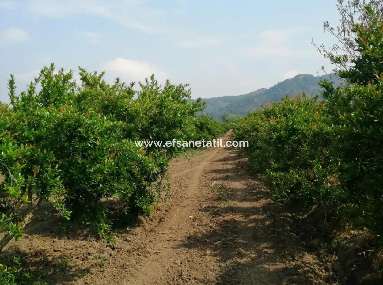 Ortaca Eskiköyde 48 Dönüm Nar Tarlası Satılık