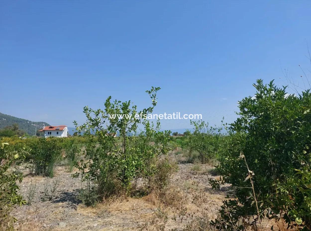 Muğla Dalyan’da 5.200 M² Kiralık Limon Ve Portakal Bahçesi ????????