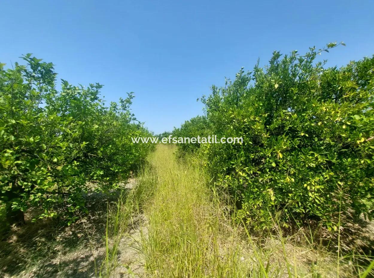Muğla Dalyan’da 5.200 M² Kiralık Limon Ve Portakal Bahçesi