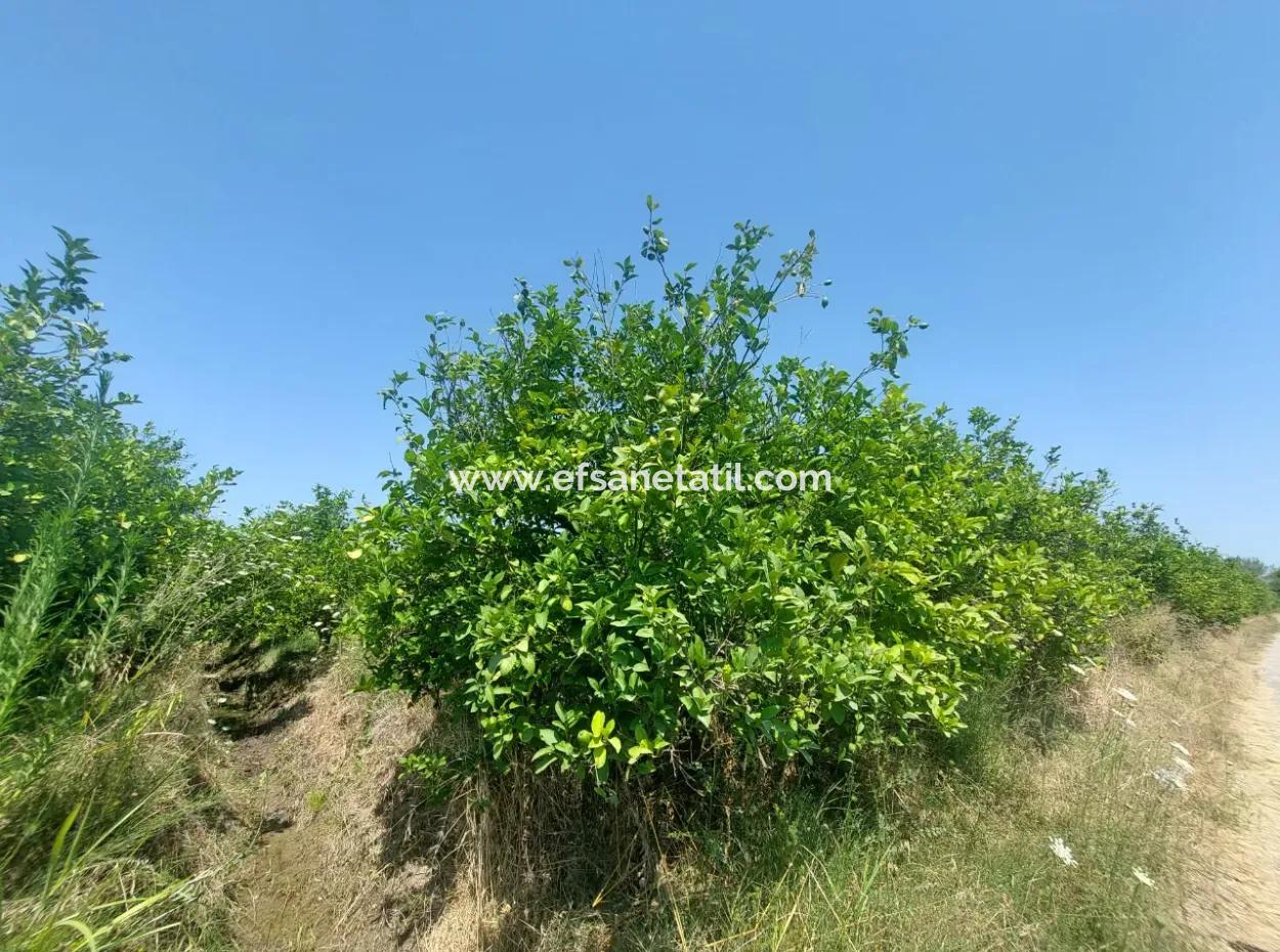Muğla Dalyan’da 5.200 M² Kiralık Limon Ve Portakal Bahçesi