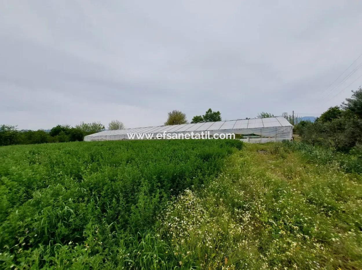 Muğla Köyceğiz Kavakarasında 6.650 M² Verimli Arazide Köy Evi Ve Çiftlik Satılık