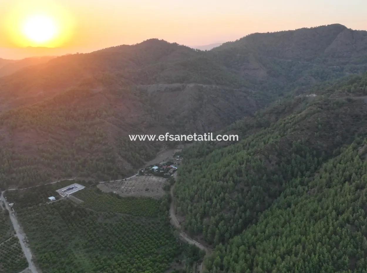Ortaca Çaylı’da 150 M² İnşaat Hakkı Olan Müstakil 5.000 M² Limon Bahçesi Satılık Veya Takas