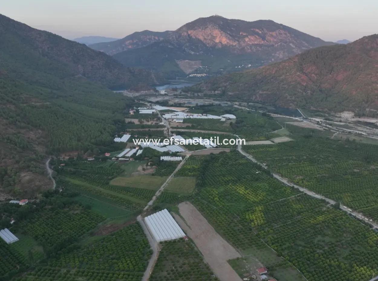 Ortaca Çaylı’da 150 M² İnşaat Hakkı Olan Müstakil 5.000 M² Limon Bahçesi Satılık Veya Takas
