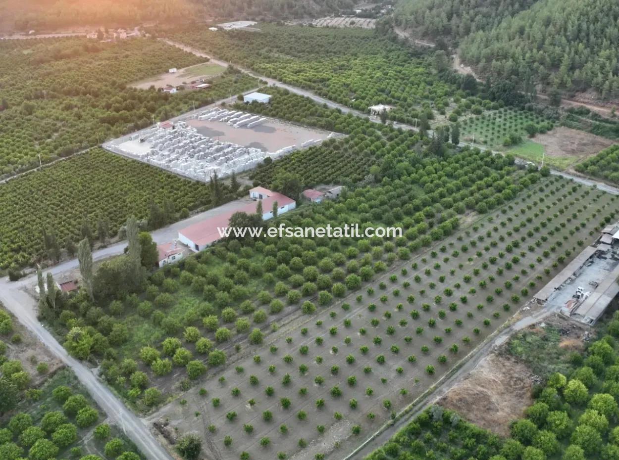 Ortaca Çaylı’da 150 M² İnşaat Hakkı Olan Müstakil 5.000 M² Limon Bahçesi Satılık Veya Takas