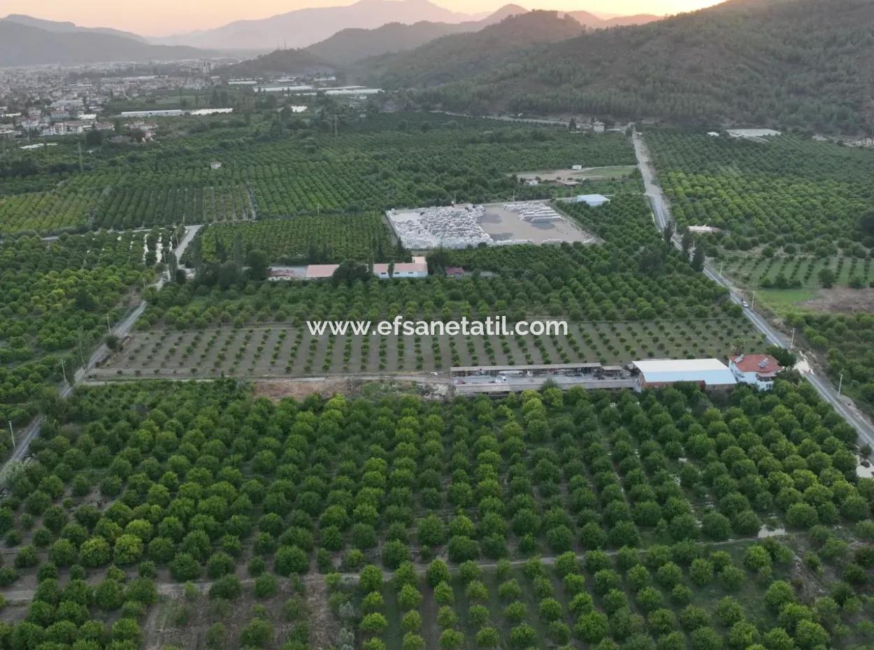 Ortaca Çaylı’da 150 M² İnşaat Hakkı Olan Müstakil 5.000 M² Limon Bahçesi Satılık Veya Takas