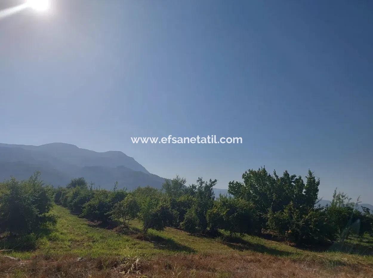 Ortaca Dalyan’da 73,500 M² Yatırıma Uygun Nar Bahçesi Satılık