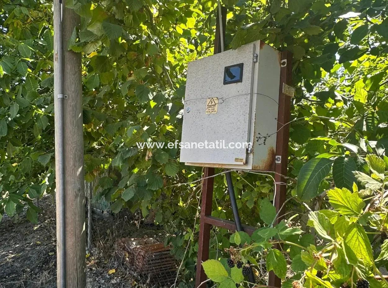 Denizli Çamelide Anayol Kenarı 3070 M2 Ceviz Bahçesi Satılık