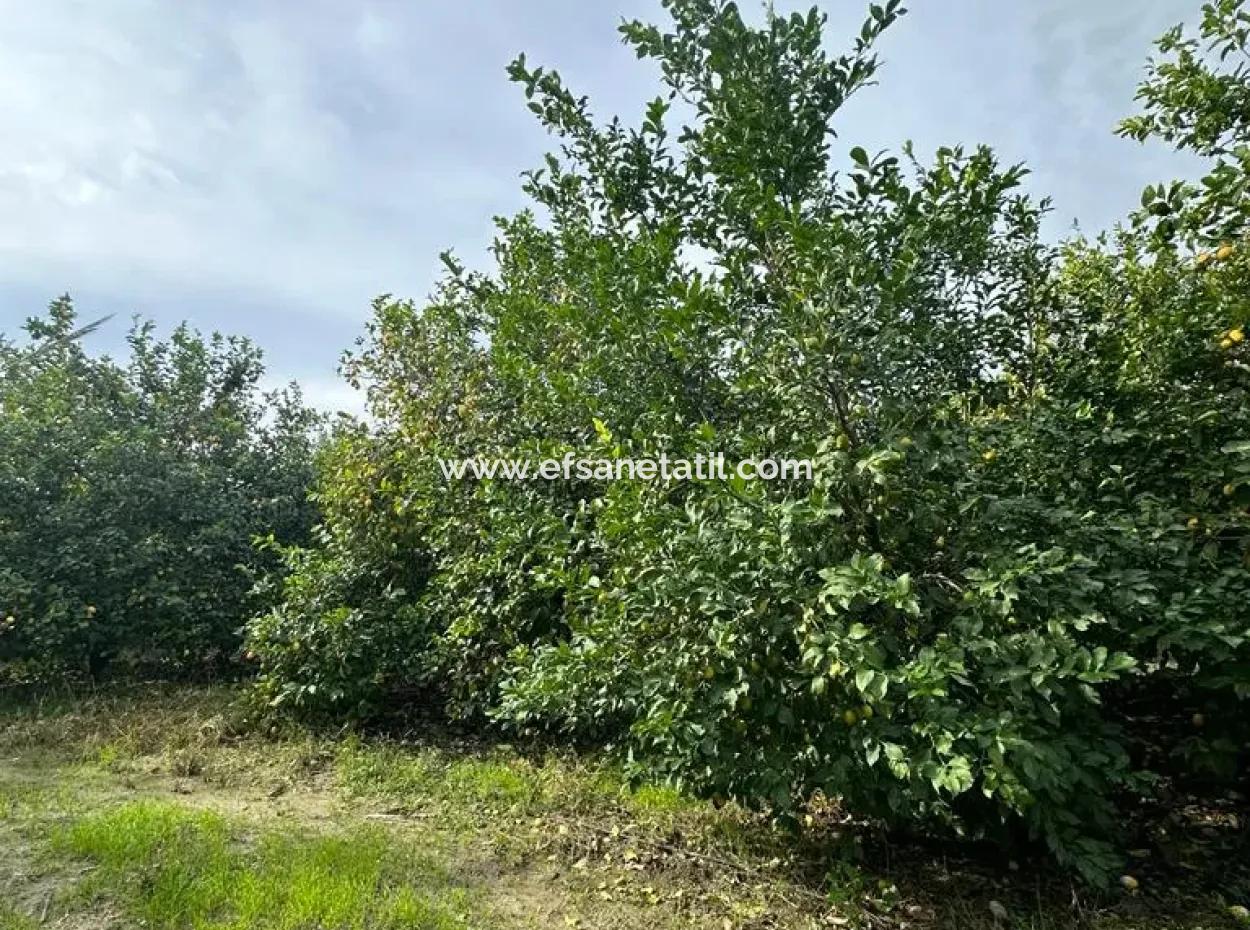 Muğla Ortaca Akıncı Da 18 Dönüm Tarla Satılık