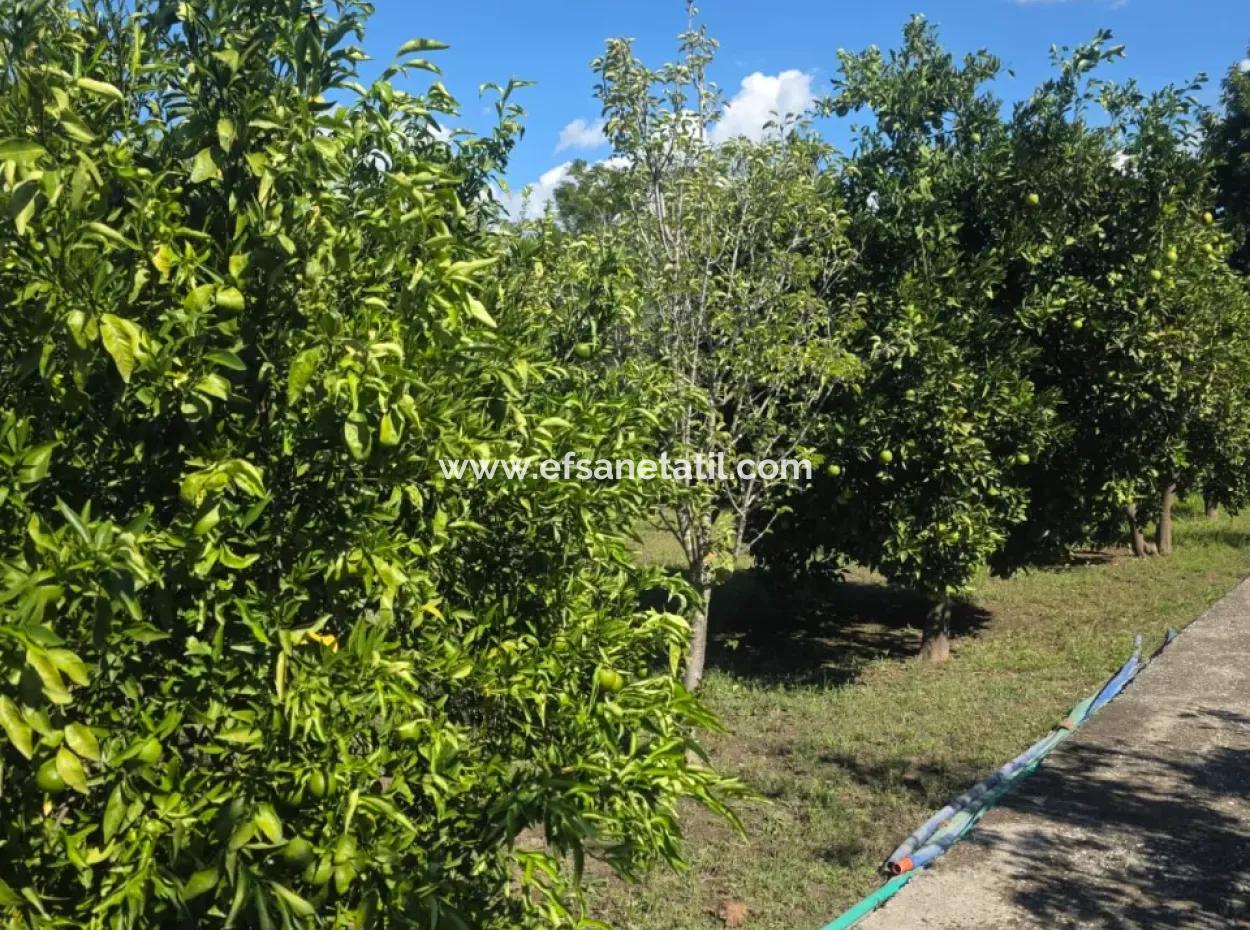 Ortaca Akıncı Sarıgerme Yoluna Sıfır 902 M2 Arsada 2+1, 70 M2 Köy Evi Satılık