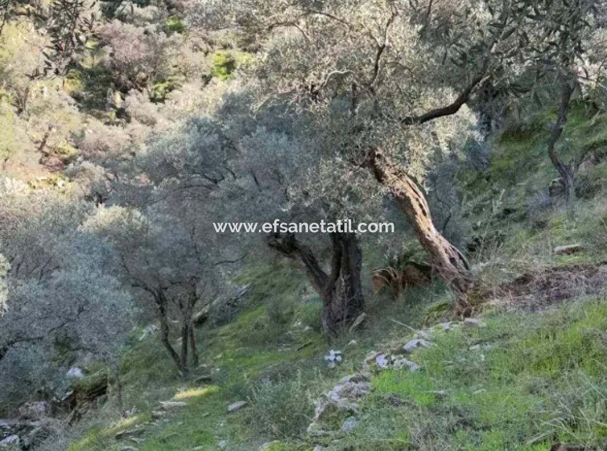 Muğla Milas Da 5 800 M2 Tek Tapu Müstakil Parsel Arazi Satılık