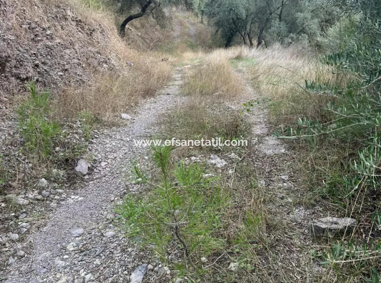 Muğla  Milas Çakıralan  Da 1.025 M2  Nitelik Zeytinlik Olan Arazi Satılık