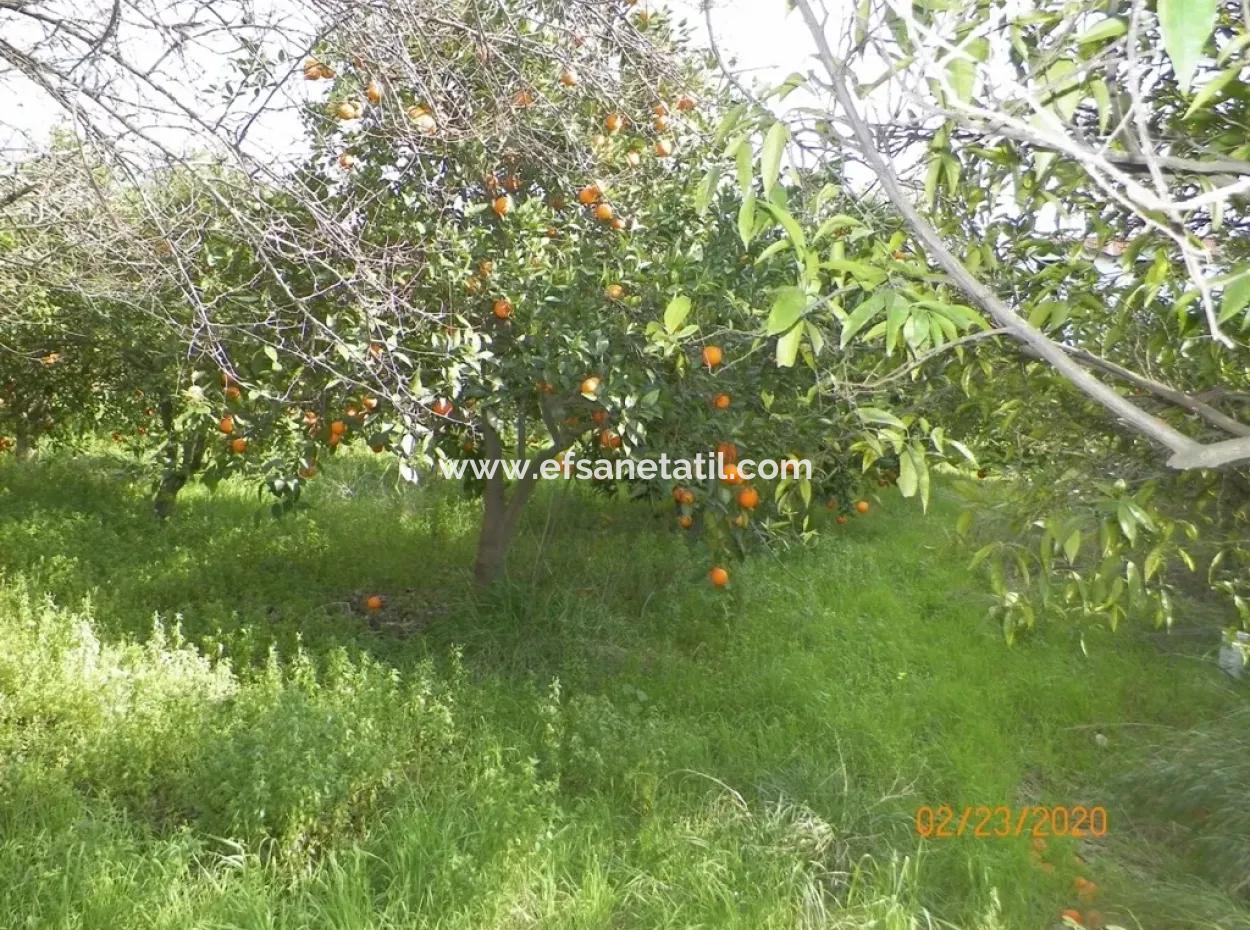 Toparlarda Satılık Yola Sıfır İmarlı Arsa