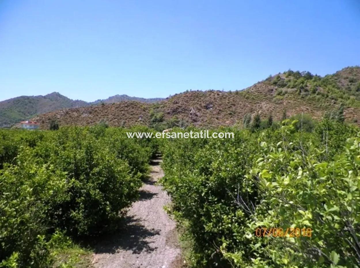 Muğla Dalaman Taşlıburunda 5 330 M2 Yerli Limon Bahçesi Satılık