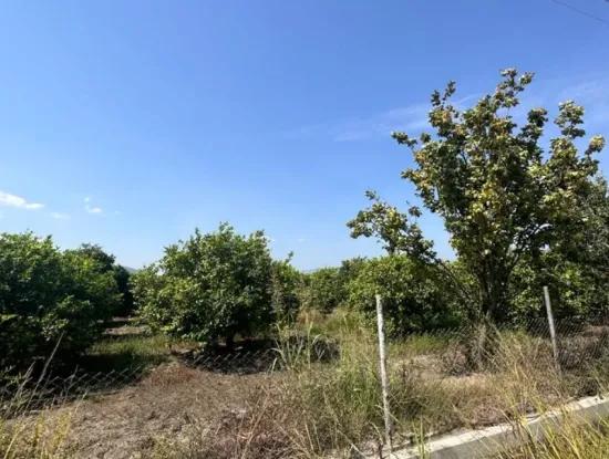 Dalyan Eskiköyde 15 000 M2 Limon Bahçesi Satılık