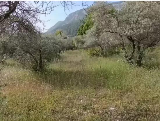 Muğla Menteşe Yaraş'ta Köy İçinde İmarlı 1228 M2 Arsa Ve Kargır Ev Satılık.
