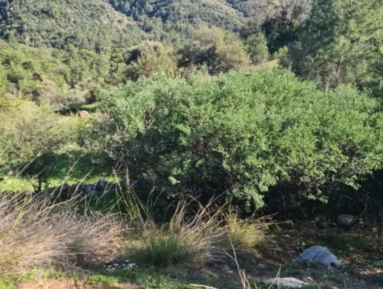 Muğla Fethiye İnlice Mahallesi Kertmeç Mevkiinde, Kısmen Deniz Manzaralı 15.000 M² Müstakil Tapulu Arazi Satılıktır.