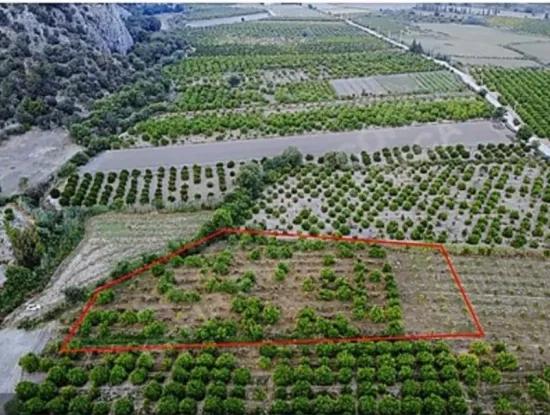 Ortaca Mergenli De  8 500  M2 Narenciye Bahçesi Satılık