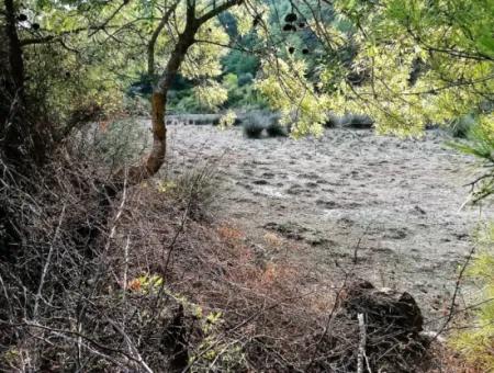 Muğla Köyceğiz Çandırda 9996 M2 Asfalt Cepheli Arazi Satılık