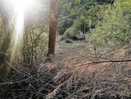 Muğla Köyceğiz Çandırda 9996 M2 Asfalt Cepheli Arazi Satılık