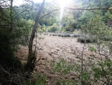 Muğla Köyceğiz Çandırda 9996 M2 Asfalt Cepheli Arazi Satılık