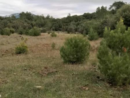 Muğla Dalaman Gürleyikte Satılık 30949 M2 Verimli Tarla