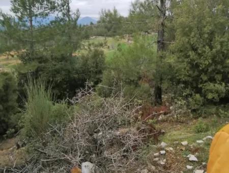 Muğla Dalaman Gürleyikte Satılık 30949 M2 Verimli Tarla