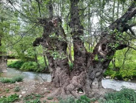 Denizli Çameli Kirazlıyayla Da Kelepir 450 M2 Arazide 80 M2 Ev Satılık Veya Takas