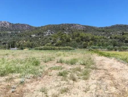 Muğla Ortaca Fevziye Mahallesinde Hisseli 3.000 M2 Tarla Satılık