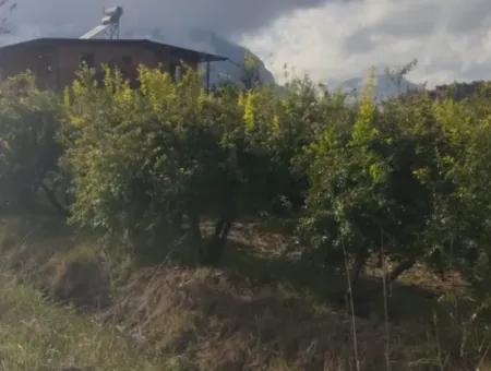 Muğla Ortaca Eskiköyde 7833 M2 Müstakil Tarla Satılık