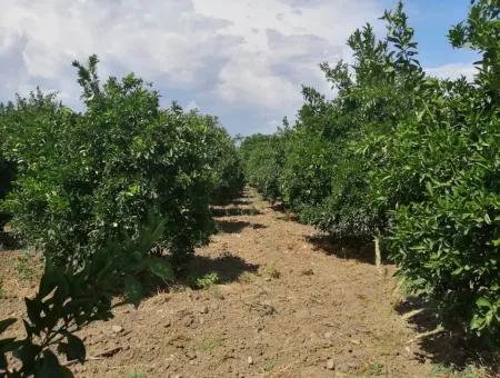 Köyceğiz Beyobasında Satılık Kelepir Tarla