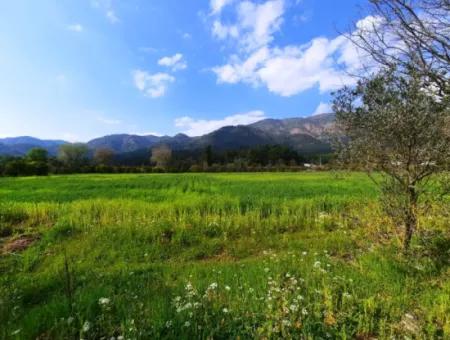 Köyceğiz Yangıda Ana Yola Sıfır Satılık Yatırıma Uygun Kelepir Arazi