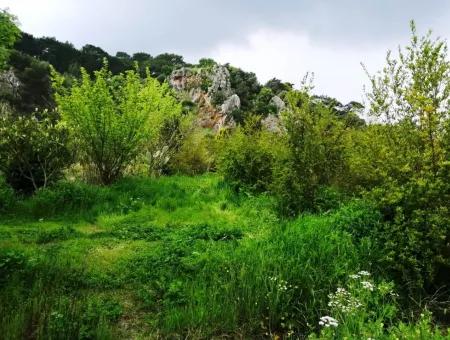 Güzelyurt Ta Satılık Bakımlı Nar Bahçesi