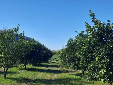 Muğla Ortaca Okçular’da 500 M² Yatırıma Uygun Arsa Satılık