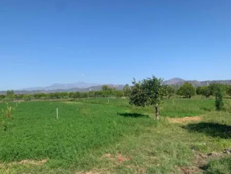 Ortaca Arıkbaşında 5400 M2 Hazır Çiftlik Satılık