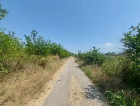 Muğla Dalyan’da 5.200 M² Kiralık Limon Ve Portakal Bahçesi ????????