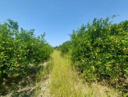 Muğla Dalyan’da 5.200 M² Kiralık Limon Ve Portakal Bahçesi ????????