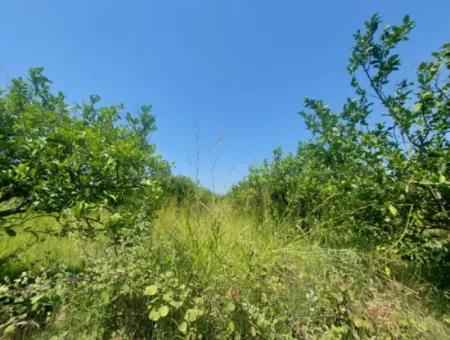 Muğla Dalyan’da 5.200 M² Kiralık Limon Ve Portakal Bahçesi ????????