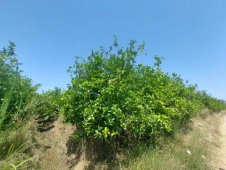Muğla Dalyan’da 5.200 M² Kiralık Limon Ve Portakal Bahçesi ????????