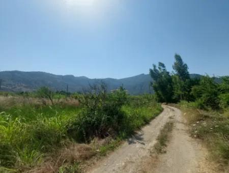 Muğla Dalyan’da 5.200 M² Kiralık Limon Ve Portakal Bahçesi ????????