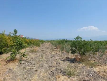 Muğla Dalyan'da İmara Sıfır, Dalyan Kanalına Yakın 2.800 M² Satılık Arazi
