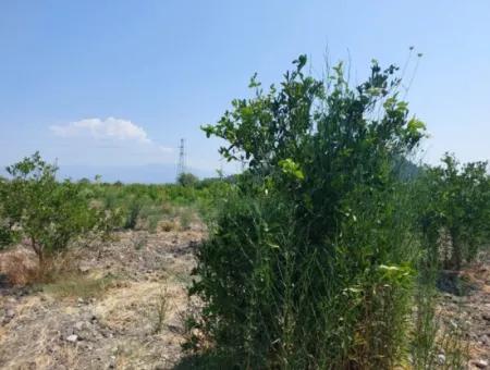 Muğla Dalyan'da İmara Sıfır, Dalyan Kanalına Yakın 2.800 M² Satılık Arazi